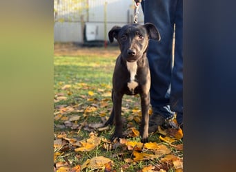 MOON - Junger Rüde, rundum verträglich