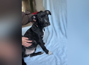 LOKII - Schöner junger Rüde ausgesetzt im Wald!