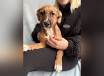 BRUCE - Wunderschöner Junghund möchte nicht im Tierheim groß werden