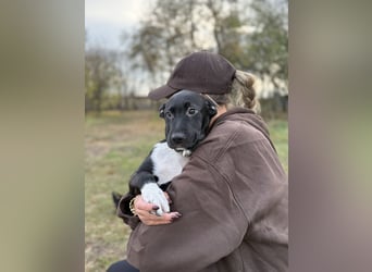 YONDU - Kleiner Bär möchte hoch Hinaus!