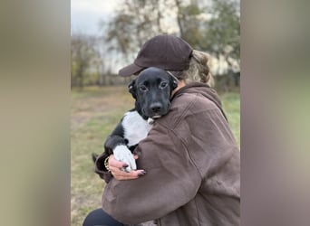 YONDU - Kleiner Bär möchte hoch Hinaus!