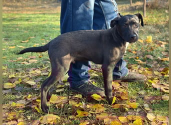 MOON - Junger Rüde, rundum verträglich