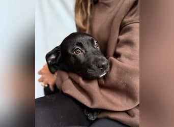 STORM - Black Beauty sucht seine Familie