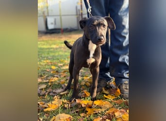MOON - Junger Rüde, rundum verträglich