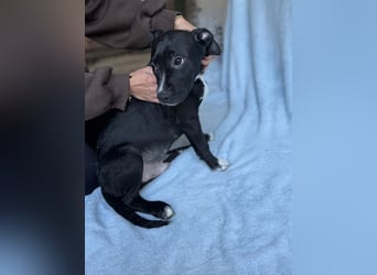 LOKII - Schöner junger Rüde ausgesetzt im Wald!