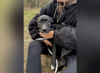 LOKII - Schöner junger Rüde ausgesetzt im Wald!