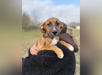 BRUCE - Wunderschöner Junghund möchte nicht im Tierheim groß werden