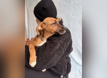 BRUCE - Wunderschöner Junghund möchte nicht im Tierheim groß werden