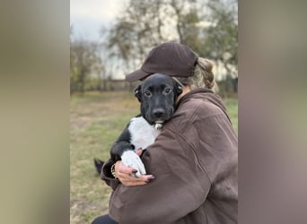 YONDU - Kleiner Bär möchte hoch Hinaus!