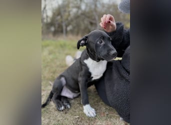 YONDU - Kleiner Bär möchte hoch Hinaus!