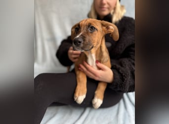 BRUCE - Wunderschöner Junghund möchte nicht im Tierheim groß werden