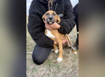 BRUCE - Wunderschöner Junghund möchte nicht im Tierheim groß werden