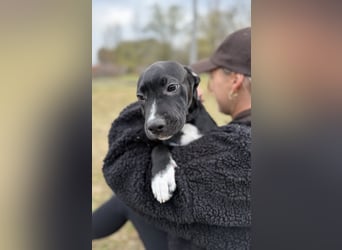 LOKII - Schöner junger Rüde ausgesetzt im Wald!