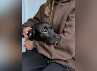 STORM - Black Beauty sucht seine Familie