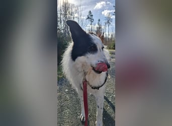 Babette sucht ein neues Zuhause