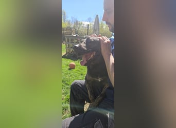 Butch sucht ein neues Zuhause