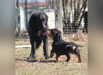 Colonia sucht ihre Menschen