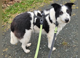 Babette sucht ein neues Zuhause