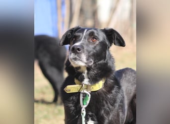 Sami sucht ein neues Zuhause