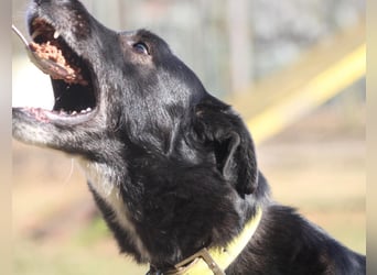 Sami sucht ein neues Zuhause