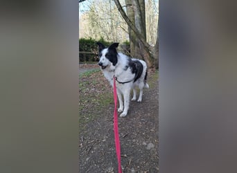 Babette sucht ein neues Zuhause