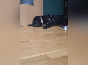 Colonia sucht ihre Menschen