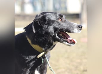 Sami sucht ein neues Zuhause