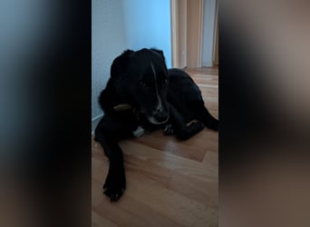 Sami sucht ein neues Zuhause