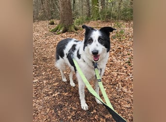 Babette sucht ein neues Zuhause