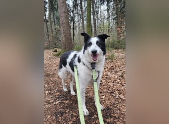 Babette sucht ein neues Zuhause