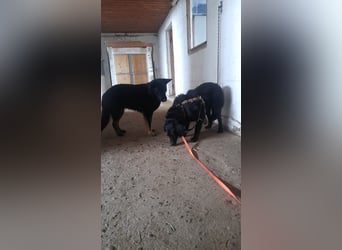 Colonia sucht ihre Menschen