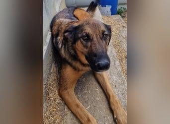 Olina sucht ein Zuhause!