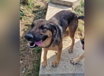 Olina sucht ein Zuhause!