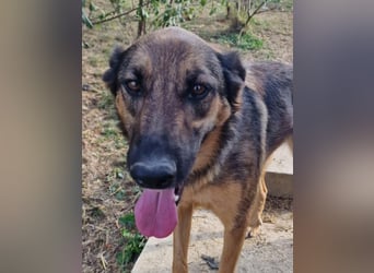 Olina sucht ein Zuhause!