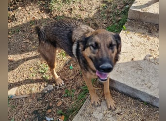 Olina sucht ein Zuhause!