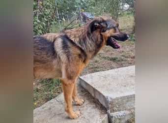 Olina sucht ein Zuhause!