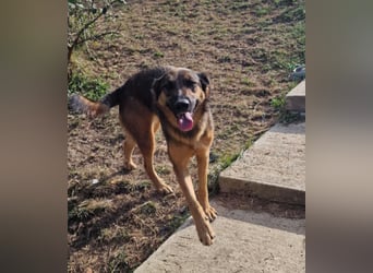 Olina sucht ein Zuhause!