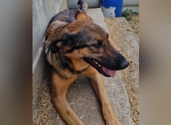 Olina sucht ein Zuhause!