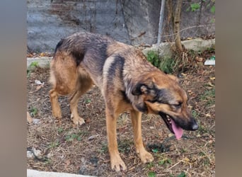 Olina sucht ein Zuhause!