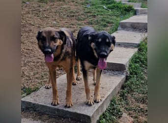 Olina sucht ein Zuhause!