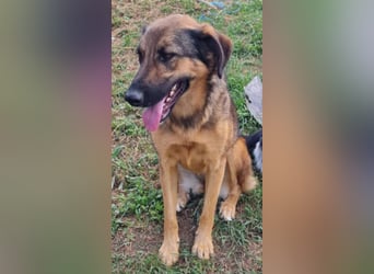 Olina sucht ein Zuhause!