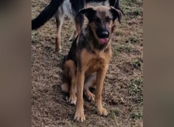 Olina sucht ein Zuhause!