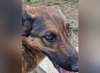 Olina sucht ein Zuhause!