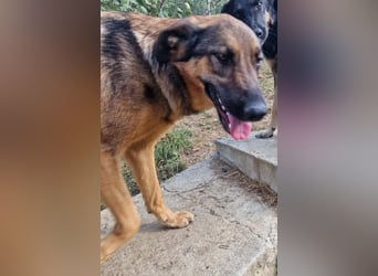 Olina sucht ein Zuhause!