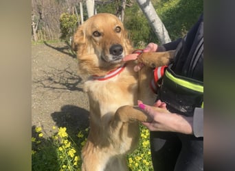 Frida - eine Traumhündin mit wunderschönen Ohren