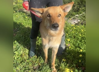 Frida - eine Traumhündin mit wunderschönen Ohren