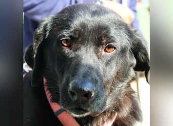 Calvin – Zurückhaltender Schatz wartet auf Zuhaus mit Herz und Pfote