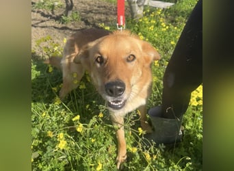 Frida - eine Traumhündin mit wunderschönen Ohren