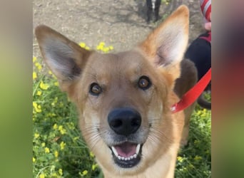 Frida - eine Traumhündin mit wunderschönen Ohren