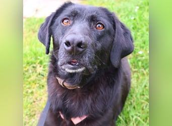 Calvin – Zurückhaltender Schatz wartet auf Zuhaus mit Herz und Pfote